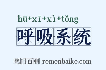 呼吸系统是什么意思的图片